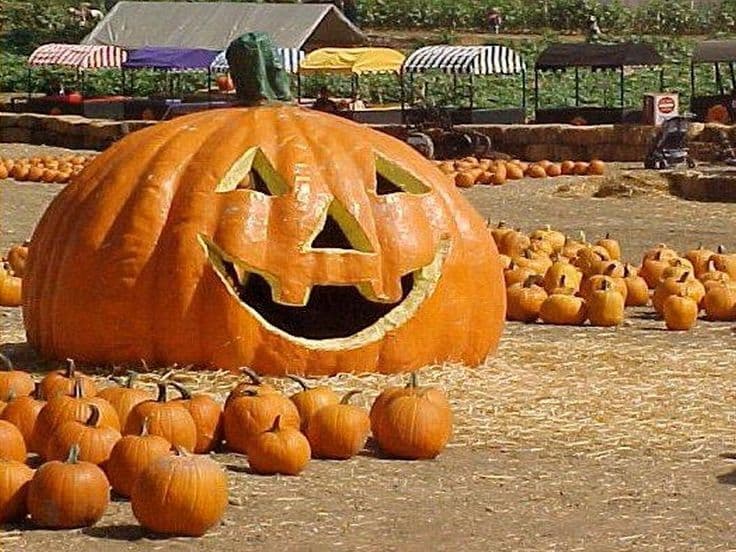 Гарбузові ліхтарі або Jack-o'-lantern: секрети різьблення на Хелловін