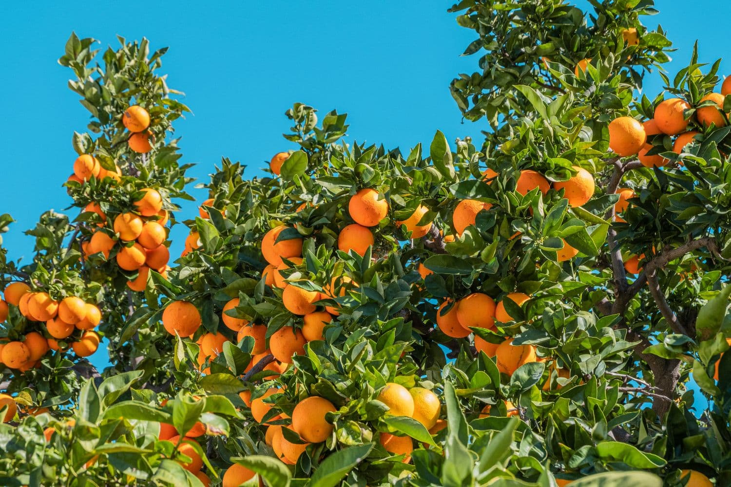 12 корисних продуктів з високим вмістом вуглеводів